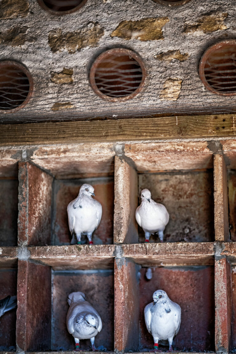Les Pigeons du Mont Royal©Stéphane MEDINA Les Pigeons du Mont Royal©Stéphane MEDINA DSCF8422-Modifier